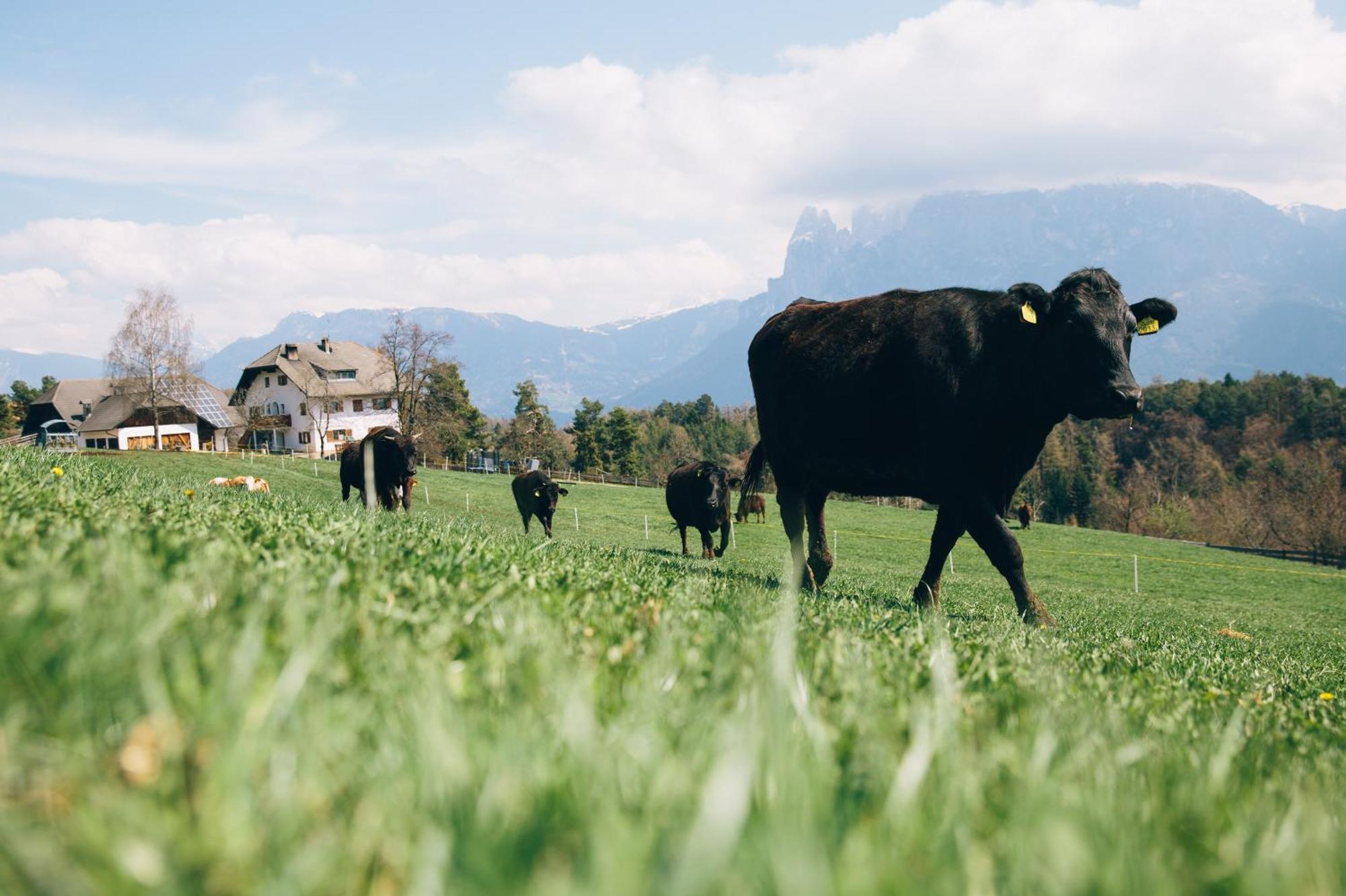 Alpin Farm Birke - Oberweidacherhof Klobenstein Exterior foto